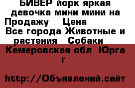 БИВЕР йорк яркая девочка мини мини на Продажу! › Цена ­ 45 000 - Все города Животные и растения » Собаки   . Кемеровская обл.,Юрга г.